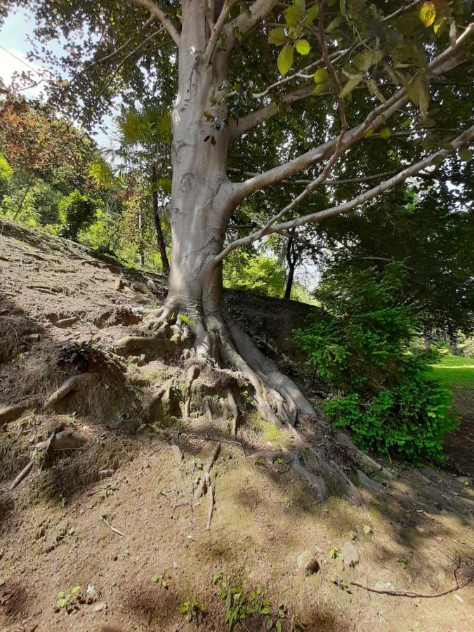 Appartamento GIOIOSA 2 con giardino e vista Lago Maggiore Belgirate Esterno foto
